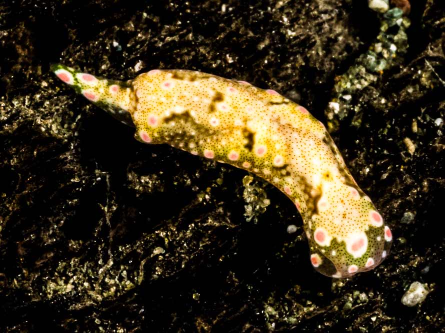 Odontoglaja guamensis